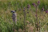 Black tern <BR>(Chlidonias niger)