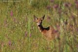 Roe deer <BR>(Capreolus capreolus)