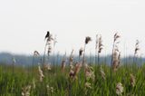 Common reed bunting <BR>(Emberiza schoeniclus)
