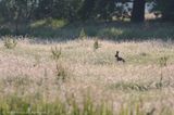 European hare <BR>(Lepus europaeus)