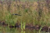 Black tern <BR>(Chlidonias niger)