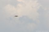 Common kestrel <BR>(Falco tinnunculus)