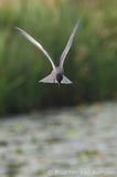 Black tern <BR>(Chlidonias niger)