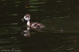 Egyptian goose <BR>(Alopochen aegyptiaca)