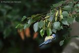 Eurasian blue tit <BR>(Cyanistes caeruleus)