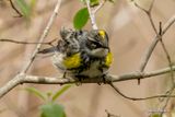 Paruline  croupion jaune