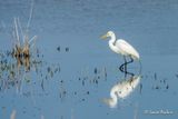 Grande aigrette