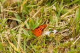 La fritillaire du Golfe - Gulf Fritillary
