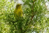 Paruline des pins - Pine Warbler