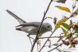 Gobemoucheron gris-bleu - Blue-gray Gnatcatcher