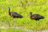  Ibis falcinelle - Glossy Ibis