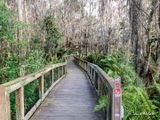 Cypress Swamp Boardwalk