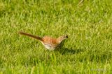 Moqueur roux -Brown thrashe