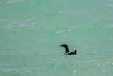 Guillemot  miroir