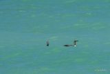 Plongeon catmarin