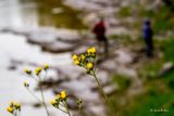 _MG_0377.jpg