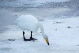 Cygne chanteur