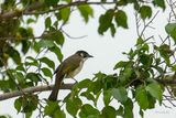 Bulbul de Chine