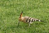 Huppe fascie