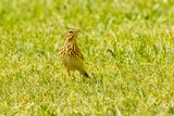 Pipit des arbres