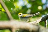 Paruline deBrewster