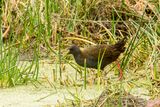 Rle  bec ensanglant - Plumbeous Rail