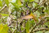Inca violifre - Violet-throated Starfrontlet
