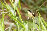 Donacobe  miroir - Black-capped Donacobius
