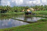 Rice field 2