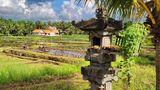 Rice field 5