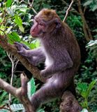 Sacred monkey forest 10