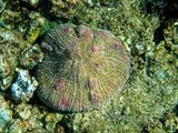 Mushroom coral