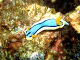 Annas Chromodoris