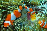 Anemone clownfish