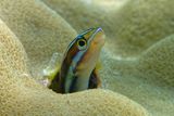 Bluestripe fangblenny