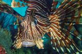 Lionfish