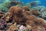 Coral landscape