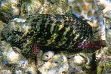 Seram blenny