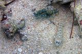 Tiger or bumblebee shrimp and watchman goby