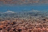 Blacktip shark