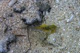 Tiger or bumblebee shrimp and yellow watchman goby