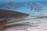 Blacktip shark