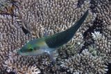 Blackeye thicklip wrasse