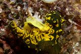 Nudibranch laying eggs