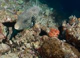 Map Puffer