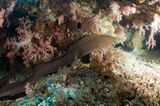 Giant Moray Eel