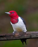 Redheaded Woodpecker