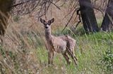 White-tailed deer