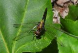 Belted Whiteface - Leucorrhinia proxima