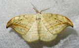 Arched Hooktip - 6251 - Drepana arcuata